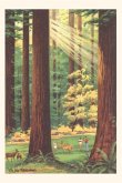 Vintage Journal California Redwoods