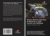 Pecora Merino dell'isola di Socorro e i suoi incroci con Pelibuey