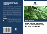 Fusariose der Bananen- und Kochbananenbäume im Beni-Territorium