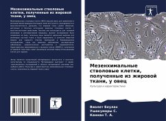 Mezenhimal'nye stwolowye kletki, poluchennye iz zhirowoj tkani, u owec - Beulah, Violet;S., Ushakumary;T. A., Kannan