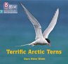 Terrific Arctic Terns - Bild 1