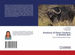 Anatomy of Flexor Tendons in Buffalo Bull - Ravali, K S S;Pramod Kumar, D;Purushotham, G