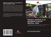 Oiseaux associés à un marabout à Sancti Spíritus, Cuba