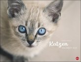 Katzenkalender 2023. Wandkalender mit 12 traumhaft schönen Fotos der renommierten Fotografin Monika Wegler. Tierkalender
