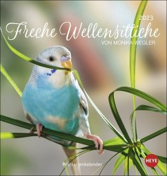 Freche Wellensittiche Postkartenkalender 2023 von Monika Wegler. Die bunten Vögel in einem kleinen Kalender zum Aufstell - Wegler, Monika