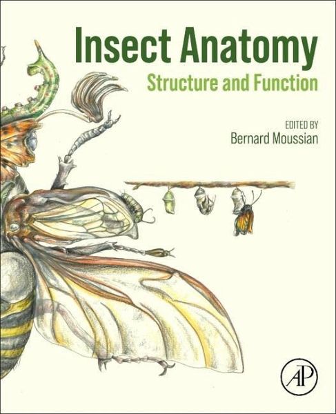 Insect Anatomy Insect Anatomy