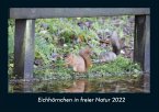 Eichhörnchen in freier Natur 2022 Fotokalender DIN A4