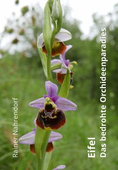 Eifel - Das bedrohte Orchideenparadies (eBook, ePUB) - Nahrendorf, Rainer
