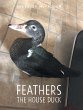Feathers the House Duck - Bild 1