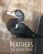 Feathers the House Duck - Bild 1