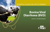 Bovine Viral Diarrhoea (Bvd). Essential Guides on Cattle Farming Bovine Viral Diarrhoea (Bvd). Essential Guides on Cattle Farming