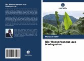 Die Wasserbanane aus Madagaskar