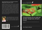 Caracterización en el cultivo de semillas oleaginosas Jatropha curcas