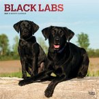 Labrador Retrievers, Black 2023 Square Foil