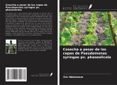 Cosecha a pesar de las cepas de Pseudomonas syringae pv. phaseolicola