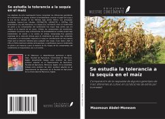 Se estudia la tolerancia a la sequía en el maíz - Abdel-Moneam, Maamoun