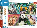 Königreich der Tiere (Puzzle)