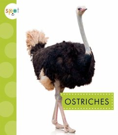 Ostriches - Amstutz, Lisa