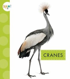 Cranes - Amstutz, Jessica