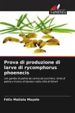 Prova di produzione di larve di rycomphorus phoenecis