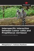 Interspecific interaction between Lemur catta and Propithecus verreauxi