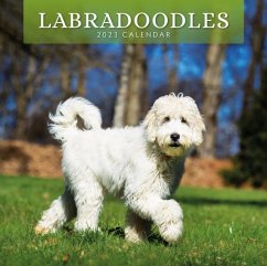 LABRADOODLES 2023 SQUARE WALL CALENDAR