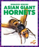 Asian Giant Hornets