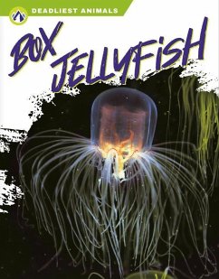 Box Jellyfish - Stratton, Connor