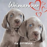 Weimaraner Weimaraner