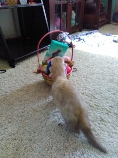 Cover Trapping the Easter Bunny (eBook, ePUB)