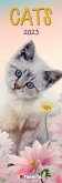 Cats 2023