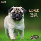 Möpse 2023 Möpse 2023