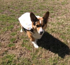 Java Dog (eBook, ePUB) - Grafton, Megan E. Java Dog (eBook, ePUB) - Grafton, Megan E.