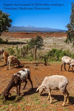 Impact assessment KVA: Creating the Veterinary Medicines Directorate (eBook, ePUB) - Kabaa, John