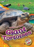 Giant Tortoises