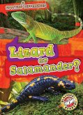 Lizard or Salamander?