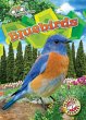 Bluebirds - Bild 1