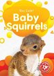 Baby Squirrels - Bild 1