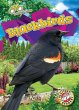 Blackbirds - Bild 1