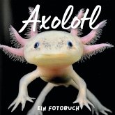 Axolotl