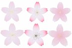 Papierblüten mini, Sakura Sakura, FSC MIX, 90 Stk, 5 - 5,5 cm Papierblüten mini, Sakura Sakura, FSC MIX, 90 Stk, 5 - 5,5 cm