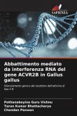 Abbattimento mediato da interferenza RNA del gene ACVR2B in Gallus gallus