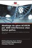 Abattage du gène ACVR2B par ARN interférence chez Gallus gallus.