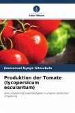 Produktion der Tomate (lycopersicum esculantum)
