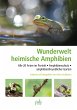 Wunderwelt heimische Amphibien (eBook,... - Bild 1