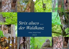 Strix aluco ... der Waldkauz (Wandkalender 2023 DIN A3 quer)