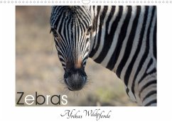 Zebras - Afrikas Wildpferde (Wandkalender 2023 DIN A3 quer) - van der Wiel, Irma