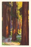 The Vintage Journal Giant Redwoods