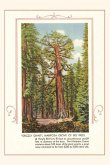 The Vintage Journal Grizzly giant, Mariposa Big Trees