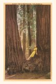 The Vintage Journal Girl in Nook of Twin Redwood Trees